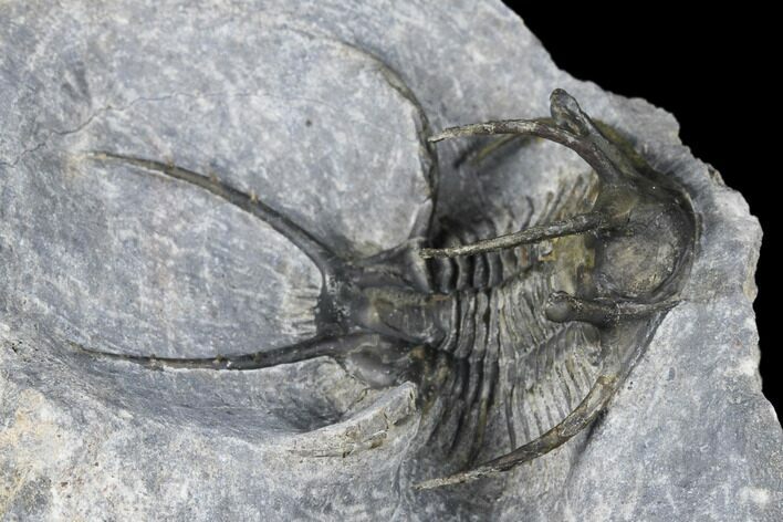 Ceratarges Trilobite With Spines-On-Spines - Zireg, Morocco #178103